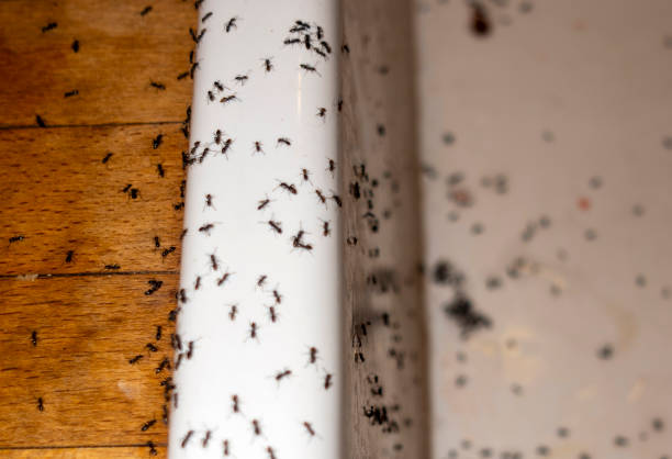 Best Best Pest Control Companies  in Waynesboro, VA